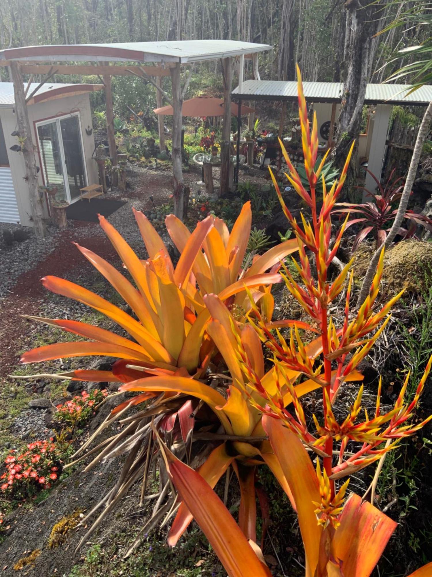 Exotic Garden Cottage At Amazing Volcano Fissure Mountain View Eksteriør bilde