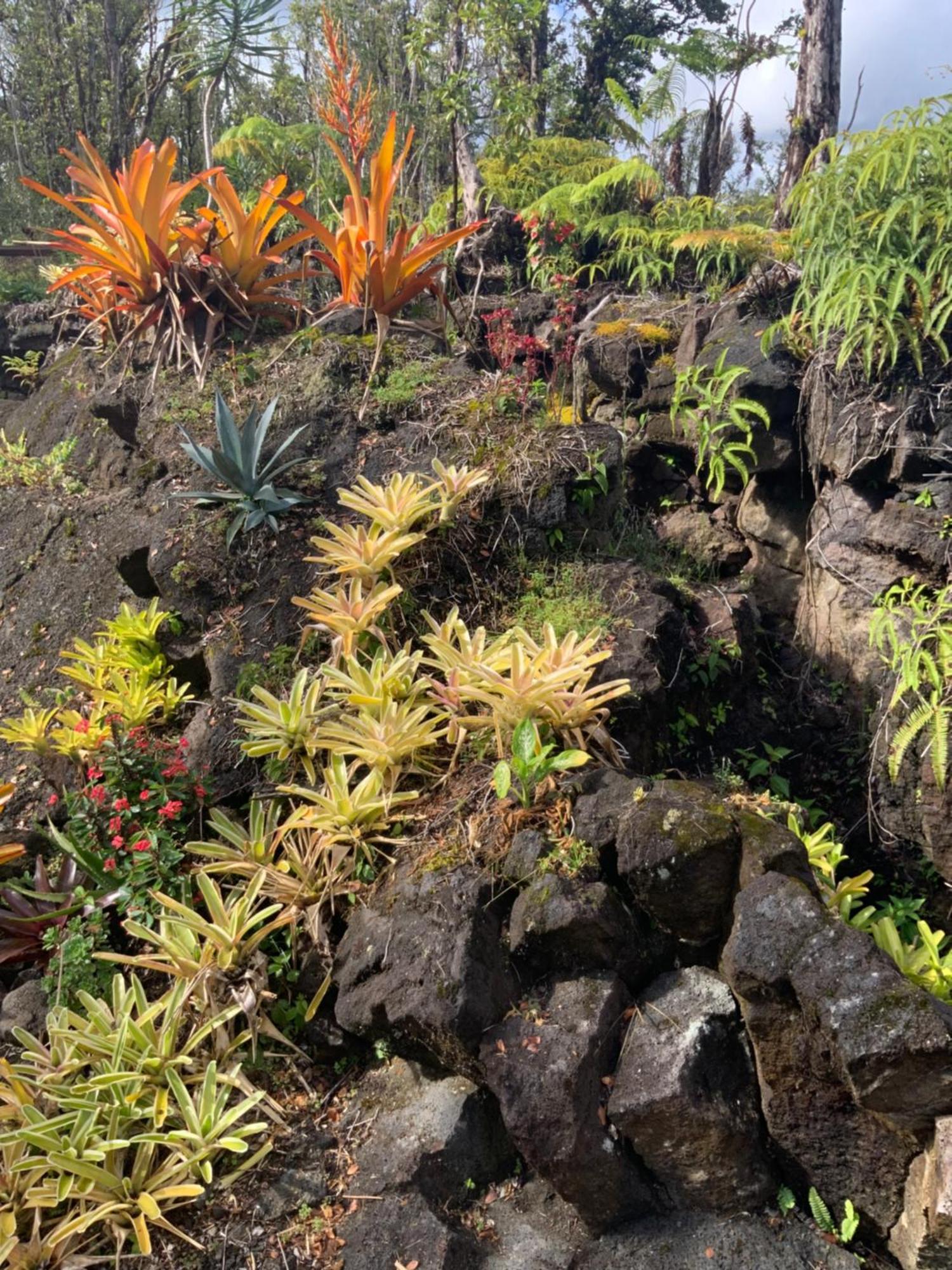 Exotic Garden Cottage At Amazing Volcano Fissure Mountain View Eksteriør bilde