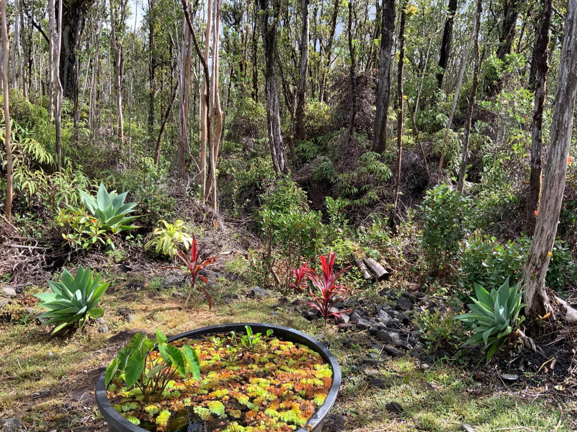 Exotic Garden Cottage At Amazing Volcano Fissure Mountain View Eksteriør bilde