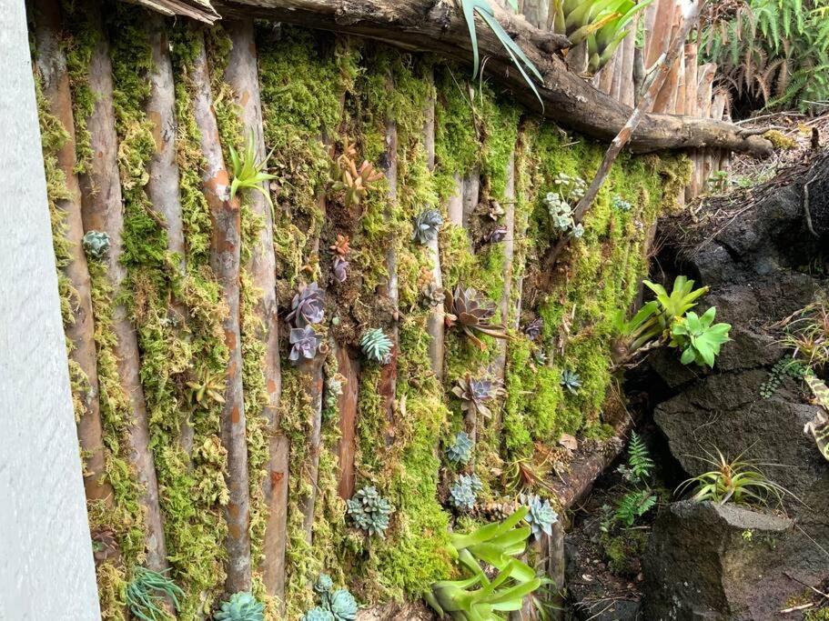 Exotic Garden Cottage At Amazing Volcano Fissure Mountain View Eksteriør bilde